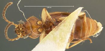 Media type: image;   Entomology 32147 Aspect: habitus ventral view